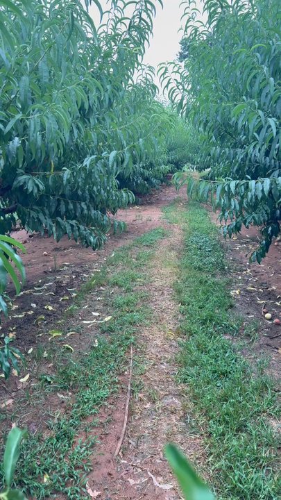 Southern Belle Farm - Pick Your Own Farms Near Me - McDonough, Georgia