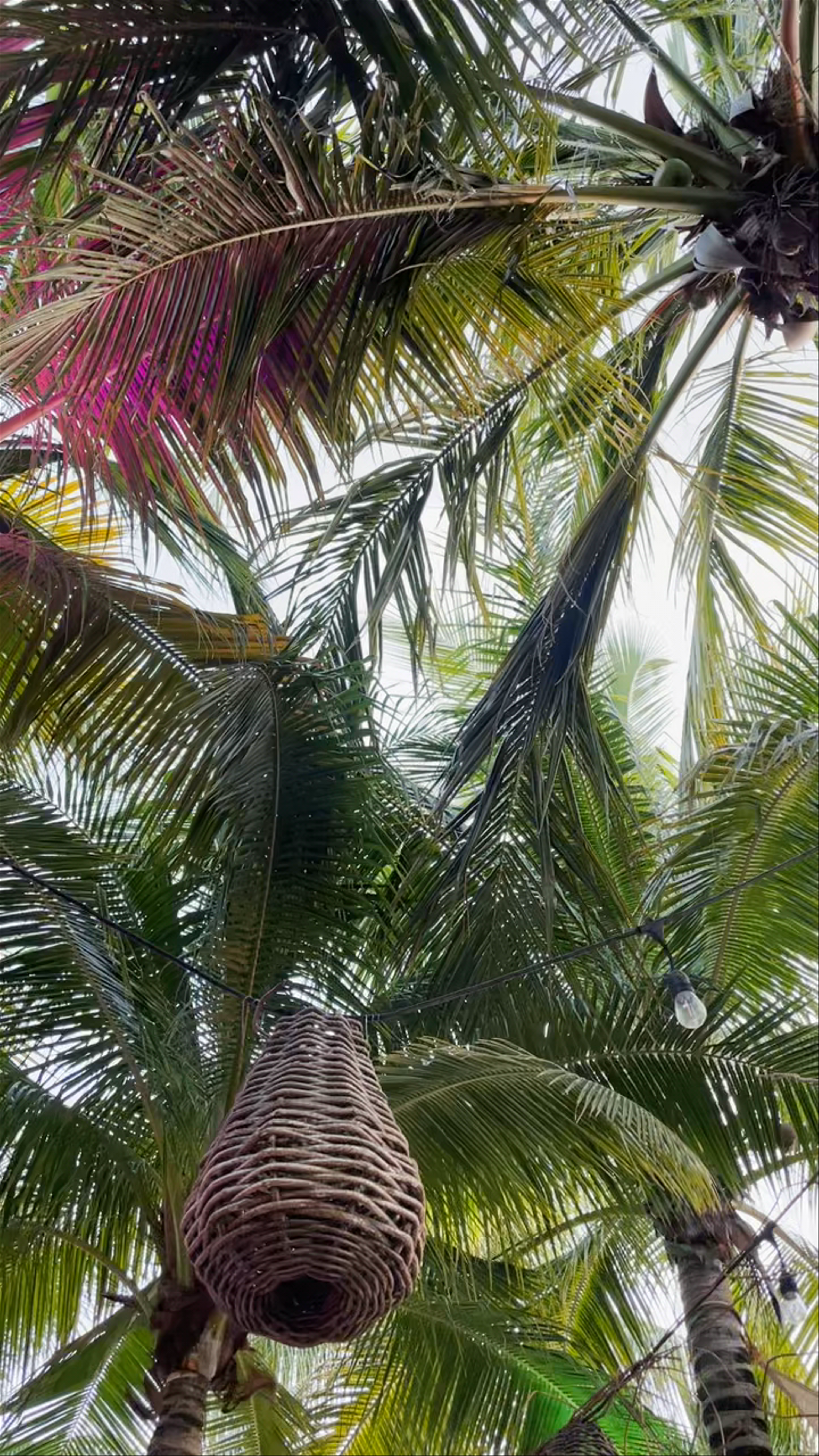Mayan Monkey Hotel and Beach Club in Isla Mujeres, Mexico