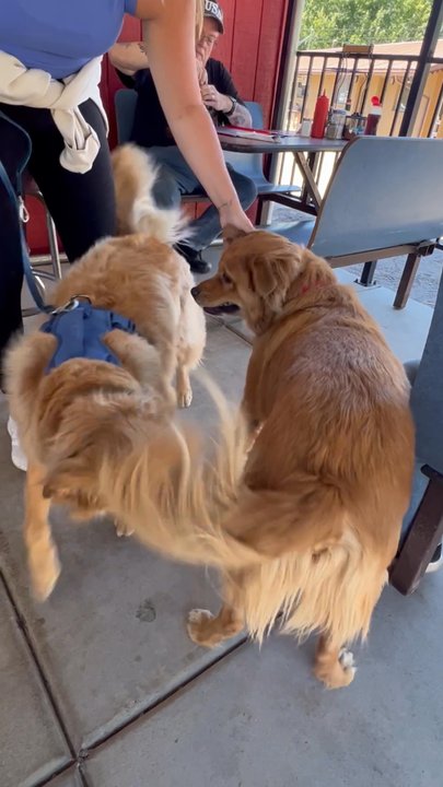 Early Bird Cafe - Dog friends eating together outside :) - American Near Me - Pine, Arizona