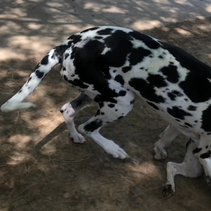 Partners Dog Park - Very proud of obi's social skills. Quite the polite guy - Dog Parks Near Me - Sacramento, California