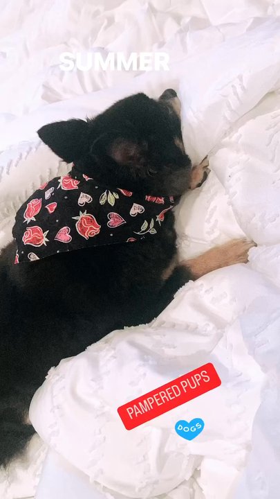 Pyrenees Pets - Prissy Diva - Pet Groomers Near Me - Danville, California