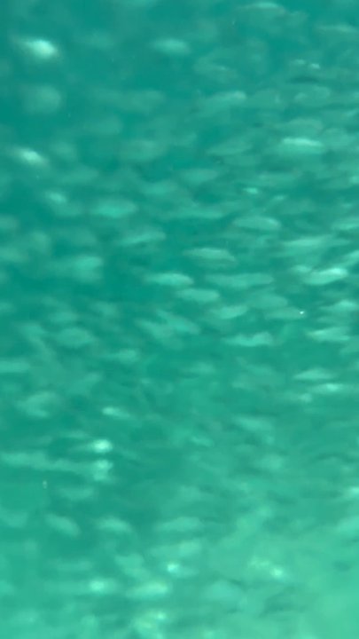 Yal ku laguna - School of sardines - Tours Near Me - Akumal, ROO