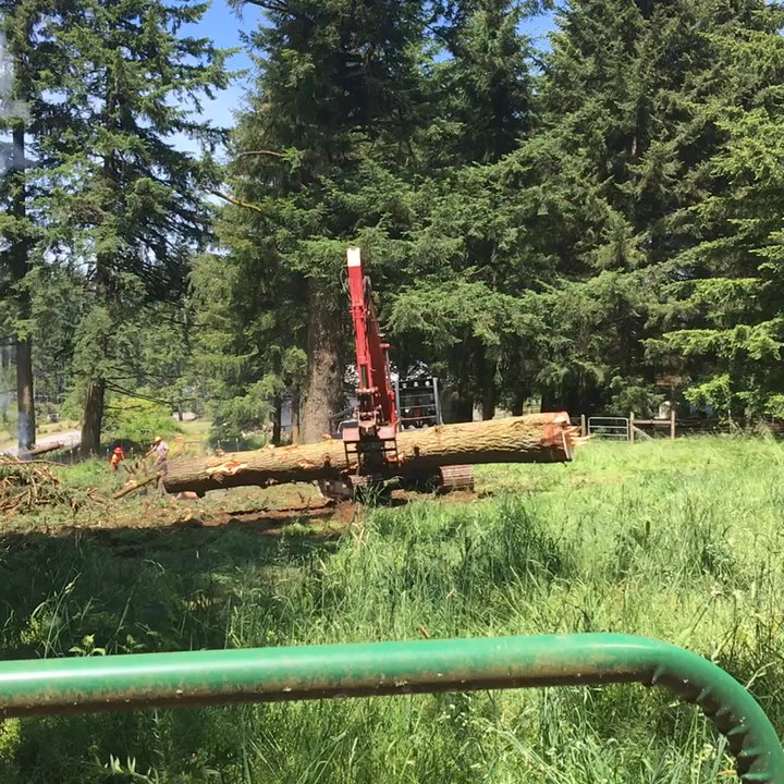 Mr. Tree - Tree Services Near Me - Portland, Oregon