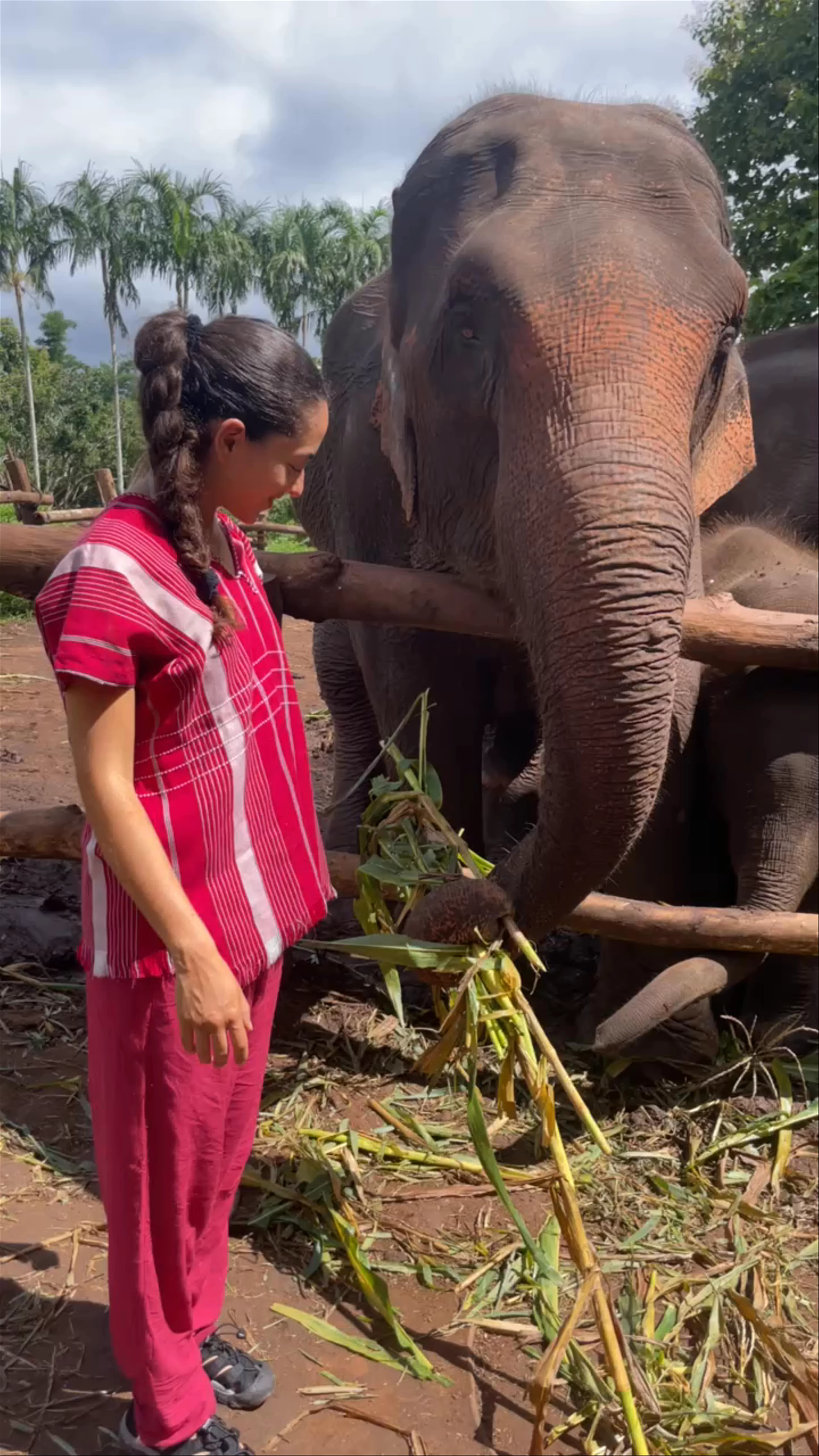 Chiang Mai Elephant Friends Sanctuary, Mae Win