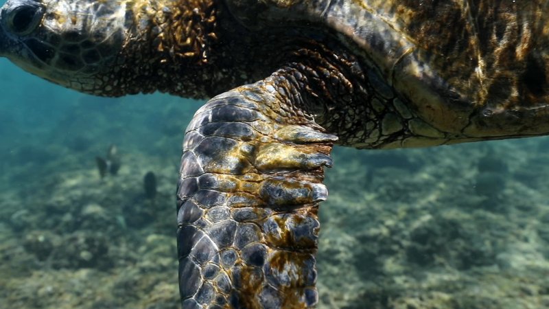 Green Sea Turtle poster