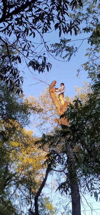Grace Landscaping and Tree Service - GRACE LANDSCAPING & TREE SERVICE  SERVING AUSTIN & ALL SURROUNDING AREAS  CONTACT US AT 512 497-5551  DANIEL - Landscaping Near Me