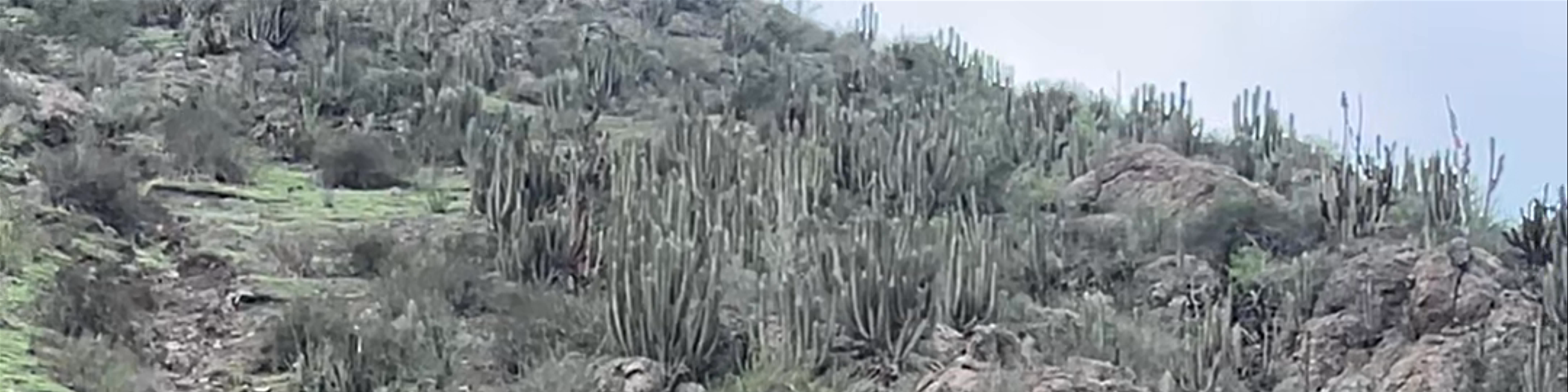 Vicuña