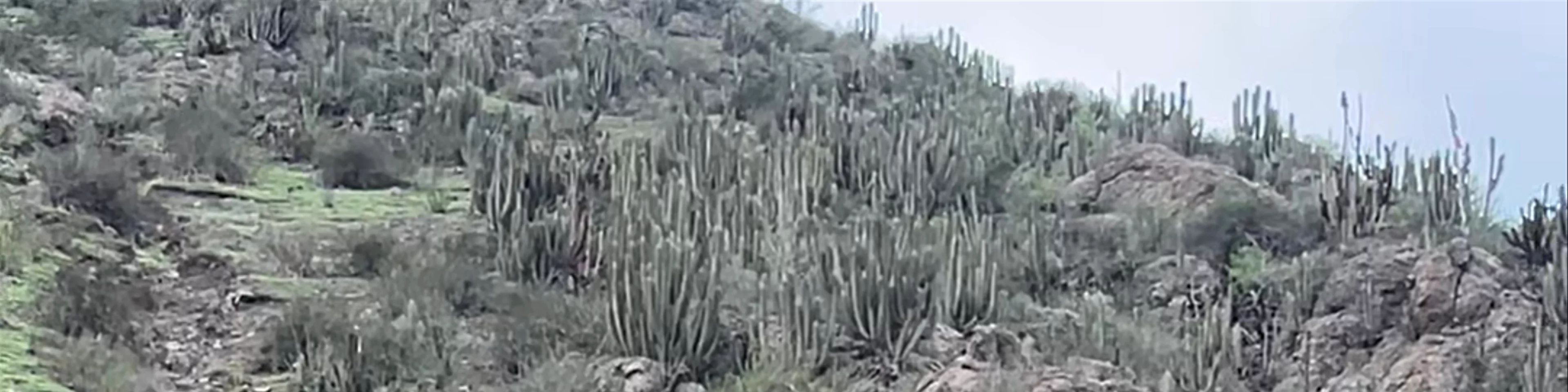 Camping La Riojana El Molle La Serena - Callejon Ferrenor