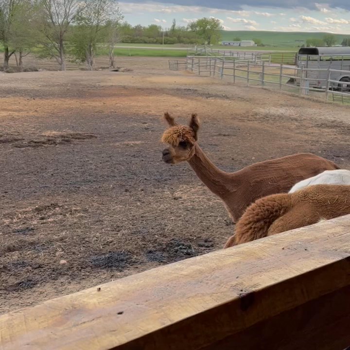 Caputa Alpacas - Alpacas are shorn once a year. Typically in May. - Attraction Farms Near Me - Rapid City, South Dakota