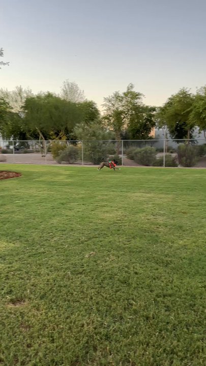 Nozomi Park - Dog Parks Near Me - Chandler, Arizona