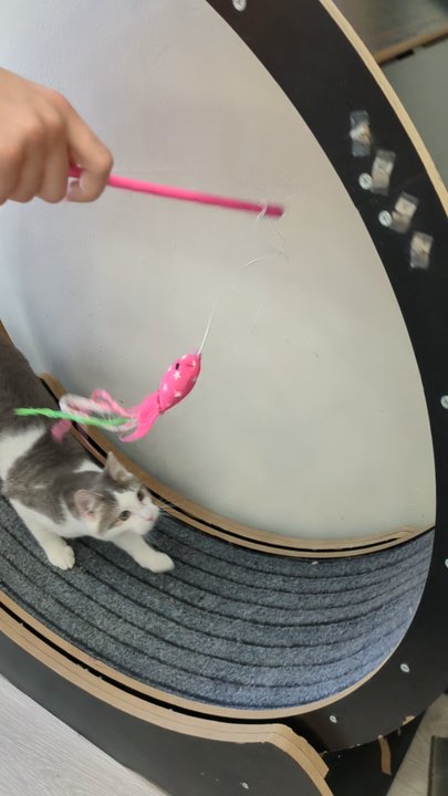 Espurresso Cat Cafe - Cafes Near Me - Bayside, New York