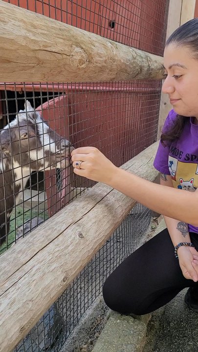 Staten Island Zoo - Feeding the goats - Zoos Near Me - Staten Island, New York