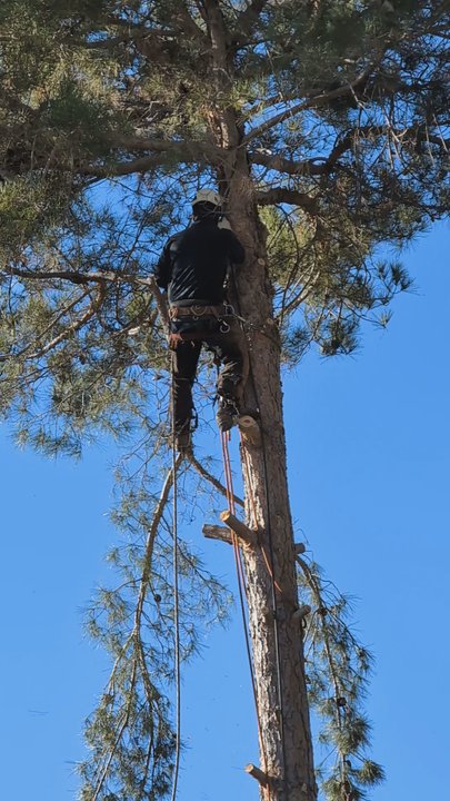 Real Tree Service - Video: Cutting Branches - Tree Services Near Me