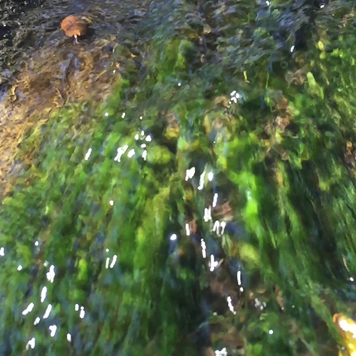 Felicita County Park - Parks Near Me - Escondido, California