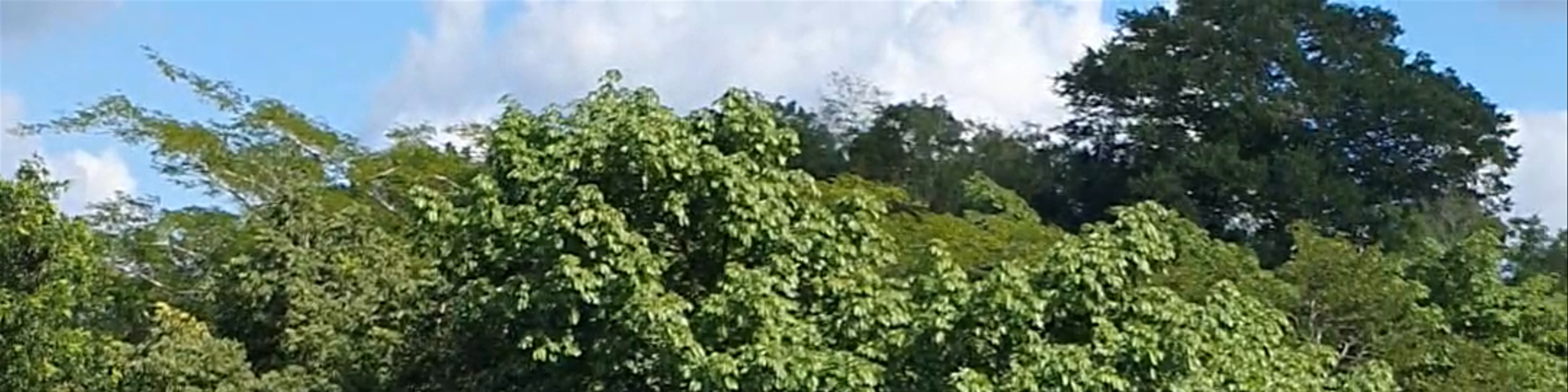 Ek' Balam