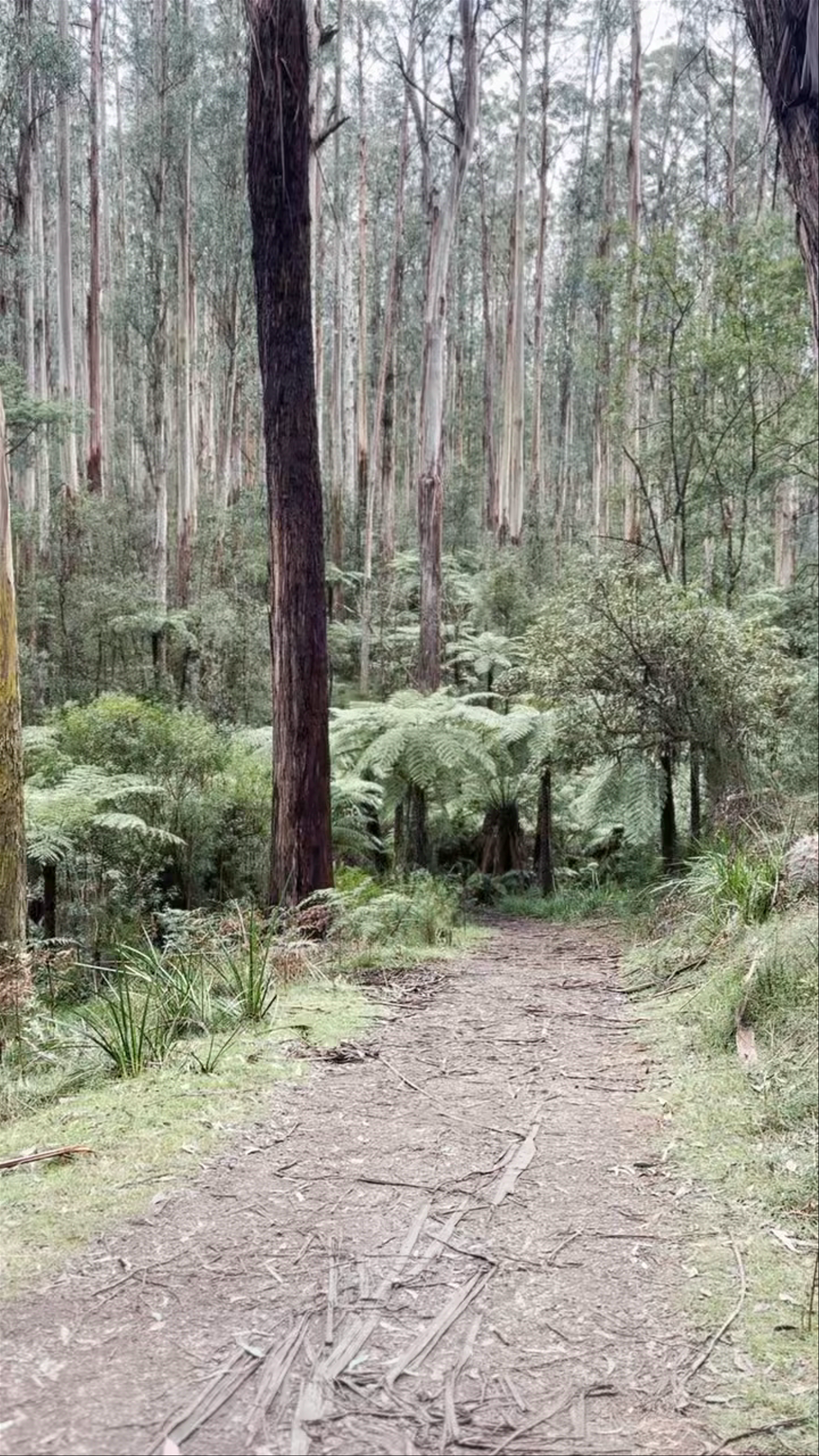 Margaret Lester Forest Walk: Serene Nature Escape in Victoria, Australia