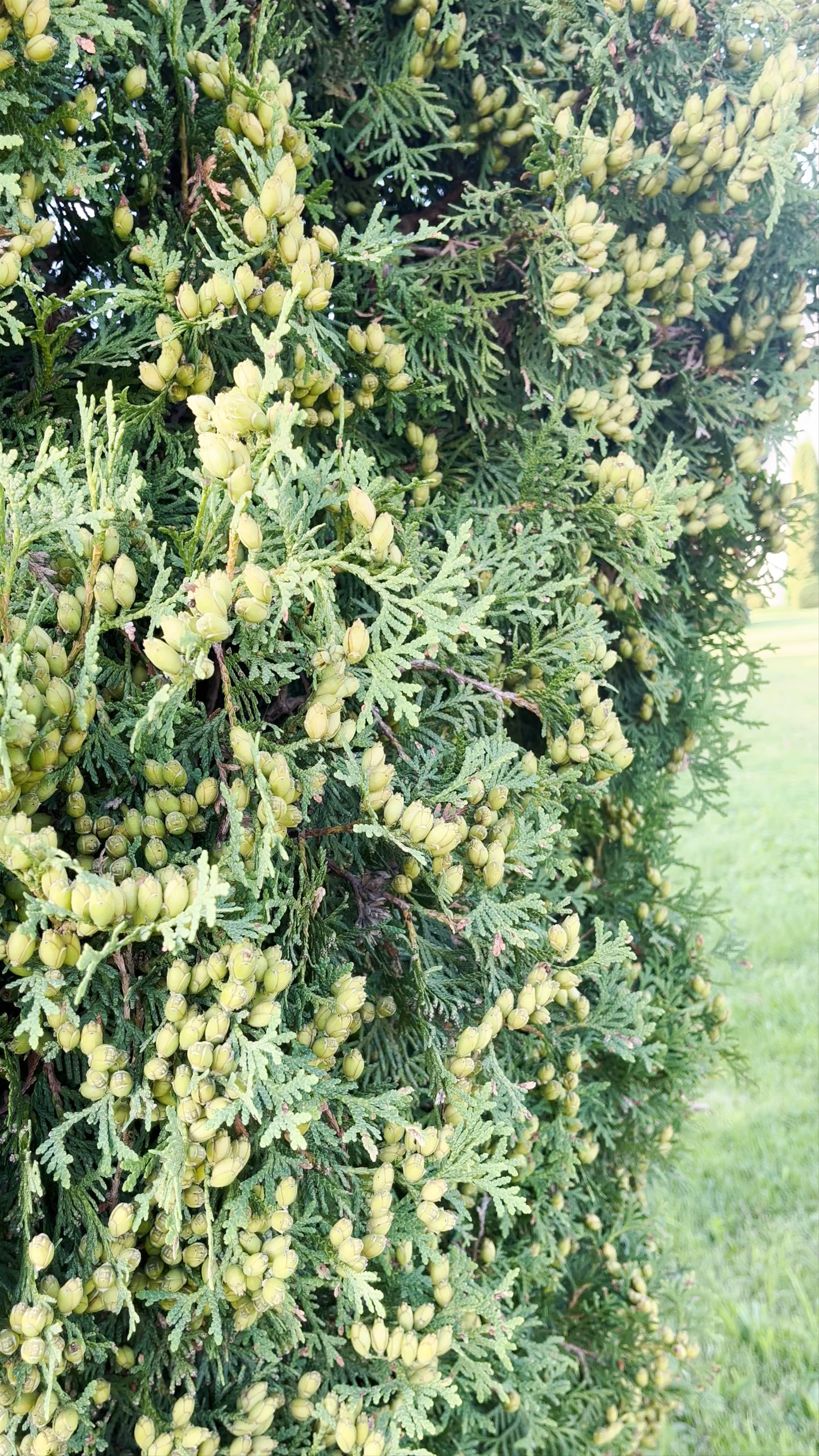 St. Anthony’s Roman Catholic Church