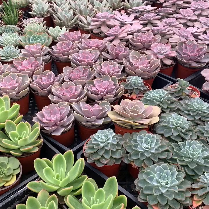 Amalia's Succulents - All of these are $2!!! - Nurseries & Gardening Near Me - Vista, California