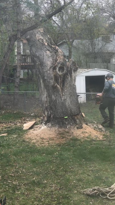 Arbor Tree Service - Arbor tree service, finishing off the huge tree trunk at the end of their tree removal process. - Tree Services Near Me
