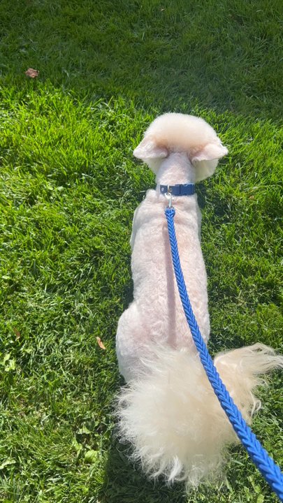 Starstruck Grooming Salon - Right after his haircut - Pet Groomers Near Me - Corona, California