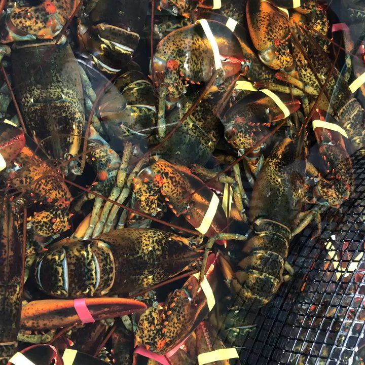 C-Ray Lobster - Seafood Near Me - Bar Harbor, Maine