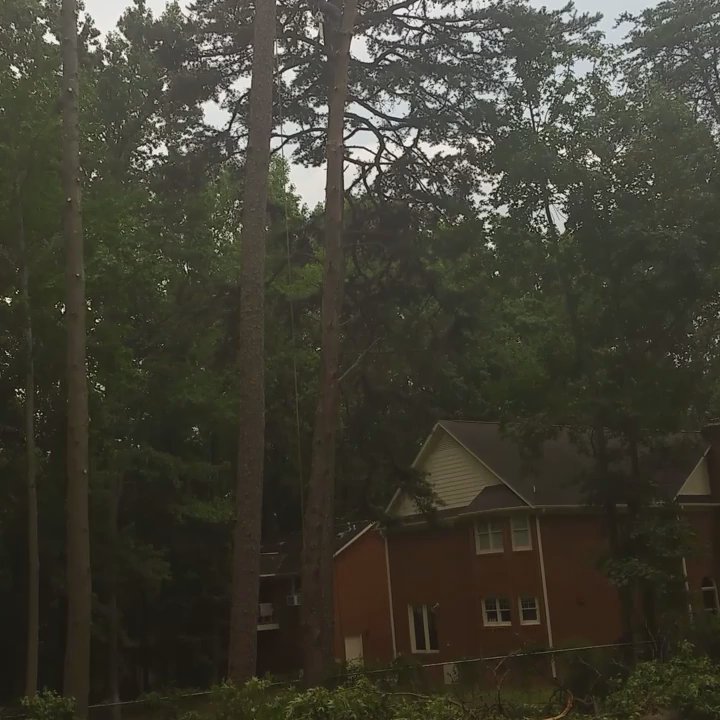 Prime Tree Service - Transfer from one pine to the other pine... - Tree Services Near Me - Greer, South Carolina