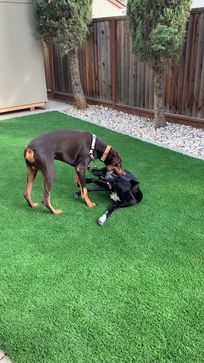 Great Scape Landscaping Construction - Nephews dog's playing - Landscaping Near Me