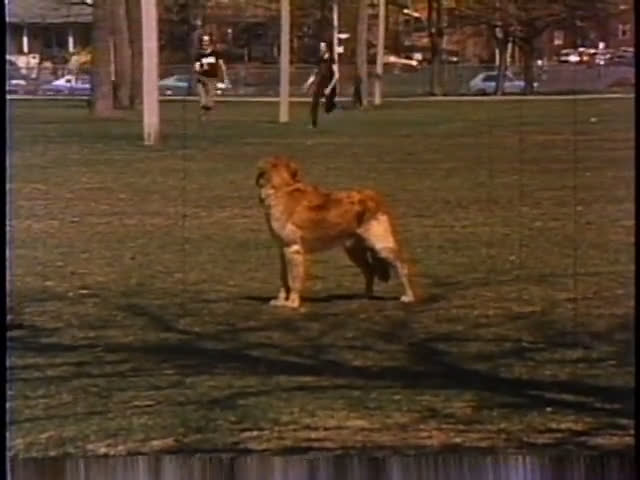 A golden retriever interacts with a person in a public park, eventually rolling on the grass while people walk in the background.