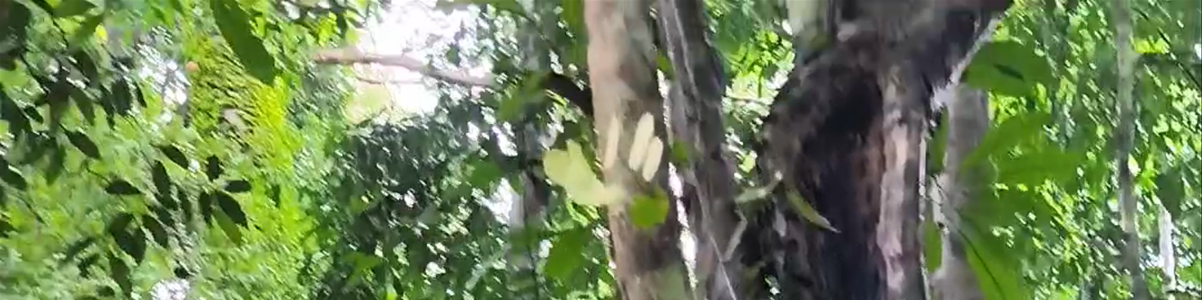 Sabah