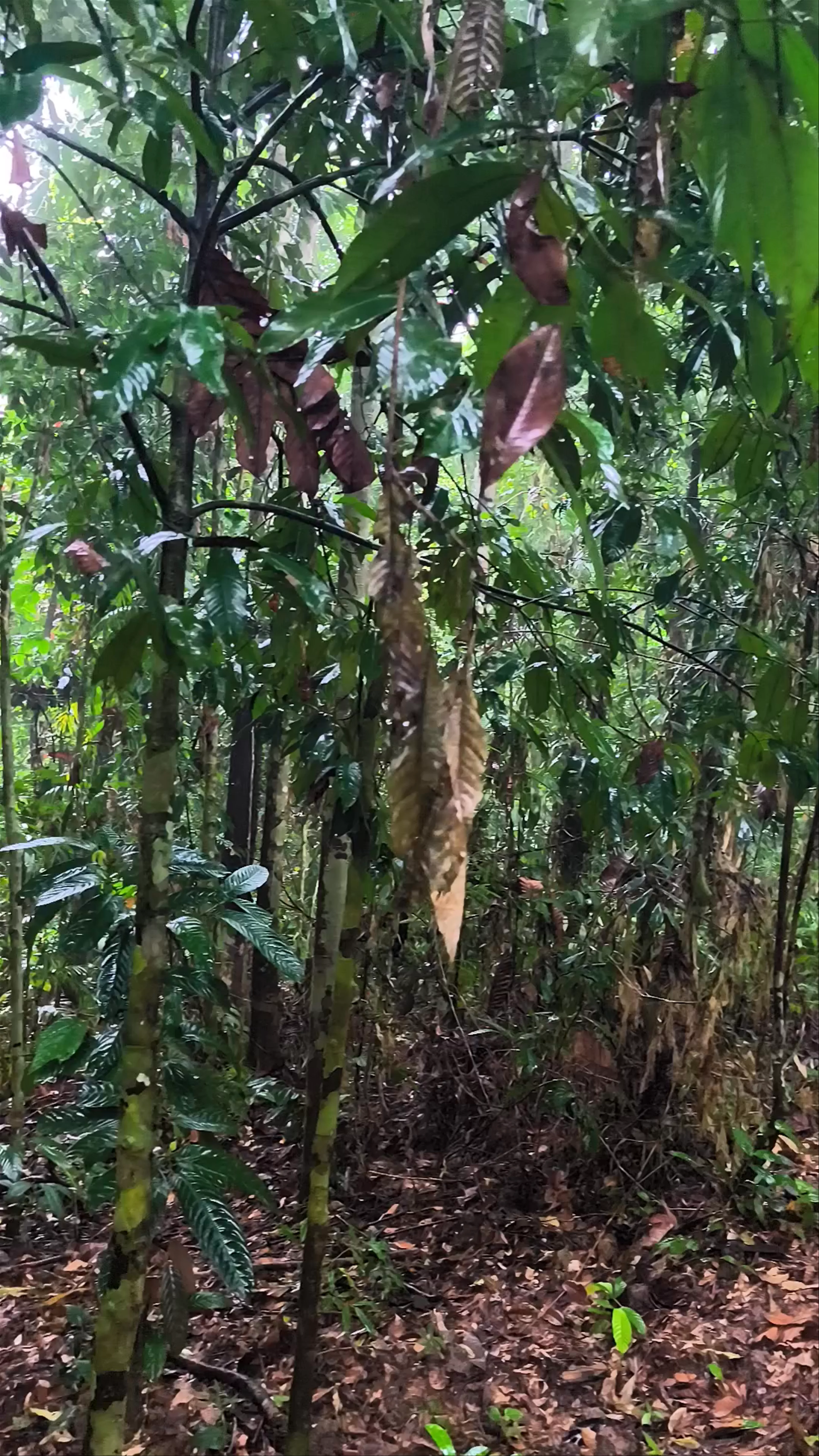 Belian Trail, Jalan Fabia, Sepilok, Sandakan