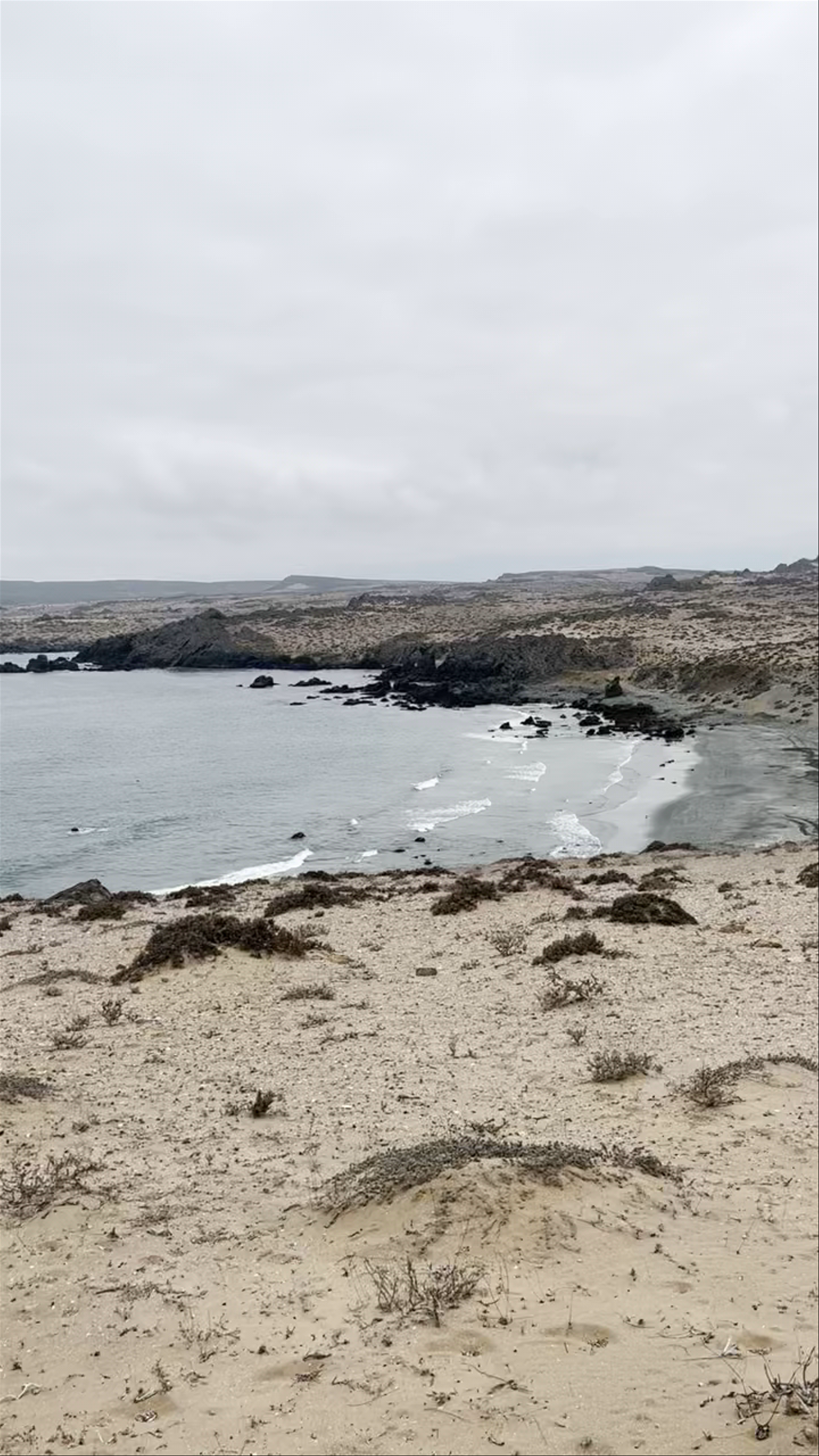 Chañaral de aceituno