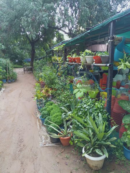 Photo of Green Kalinga Nurser