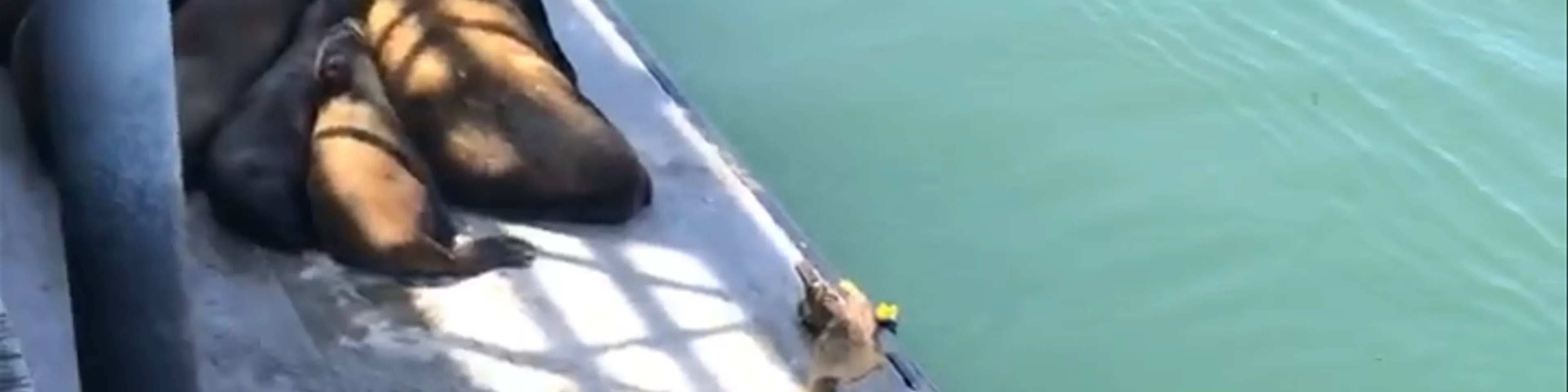 Santa Cruz