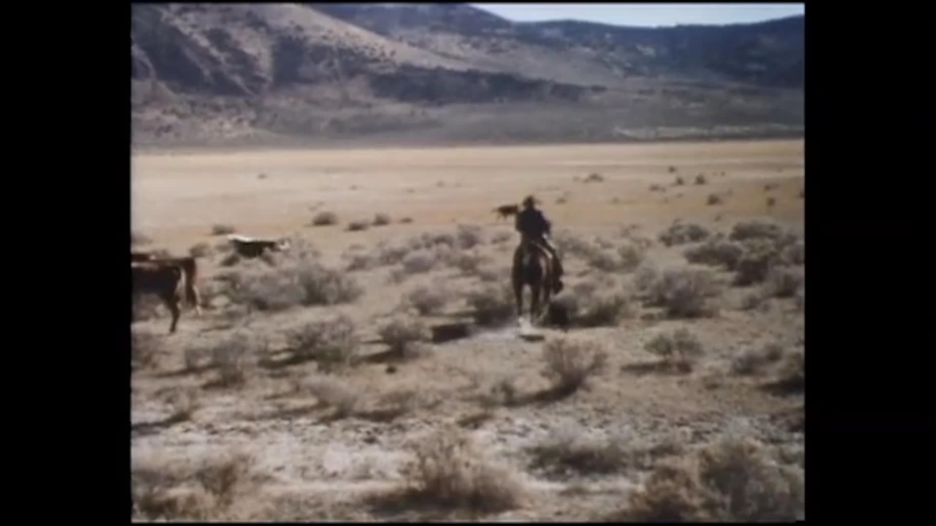 A ranch woman in a wide-brimmed hat rides across a dry, open range as cattle graze nearby. The sequence shifts to a broad view of Hapgood Ranch in California and Nevada, ending with cattle moving beside a ranch corral.