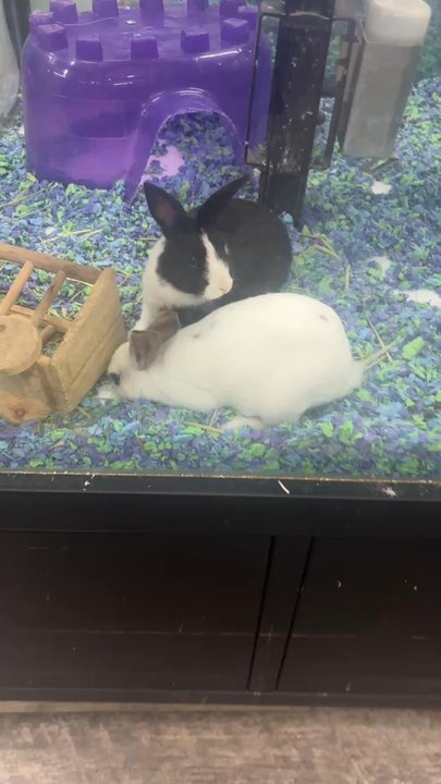 Pet Supermarket - Bonded bunnies! - Pet Stores Near Me - Miami, Florida