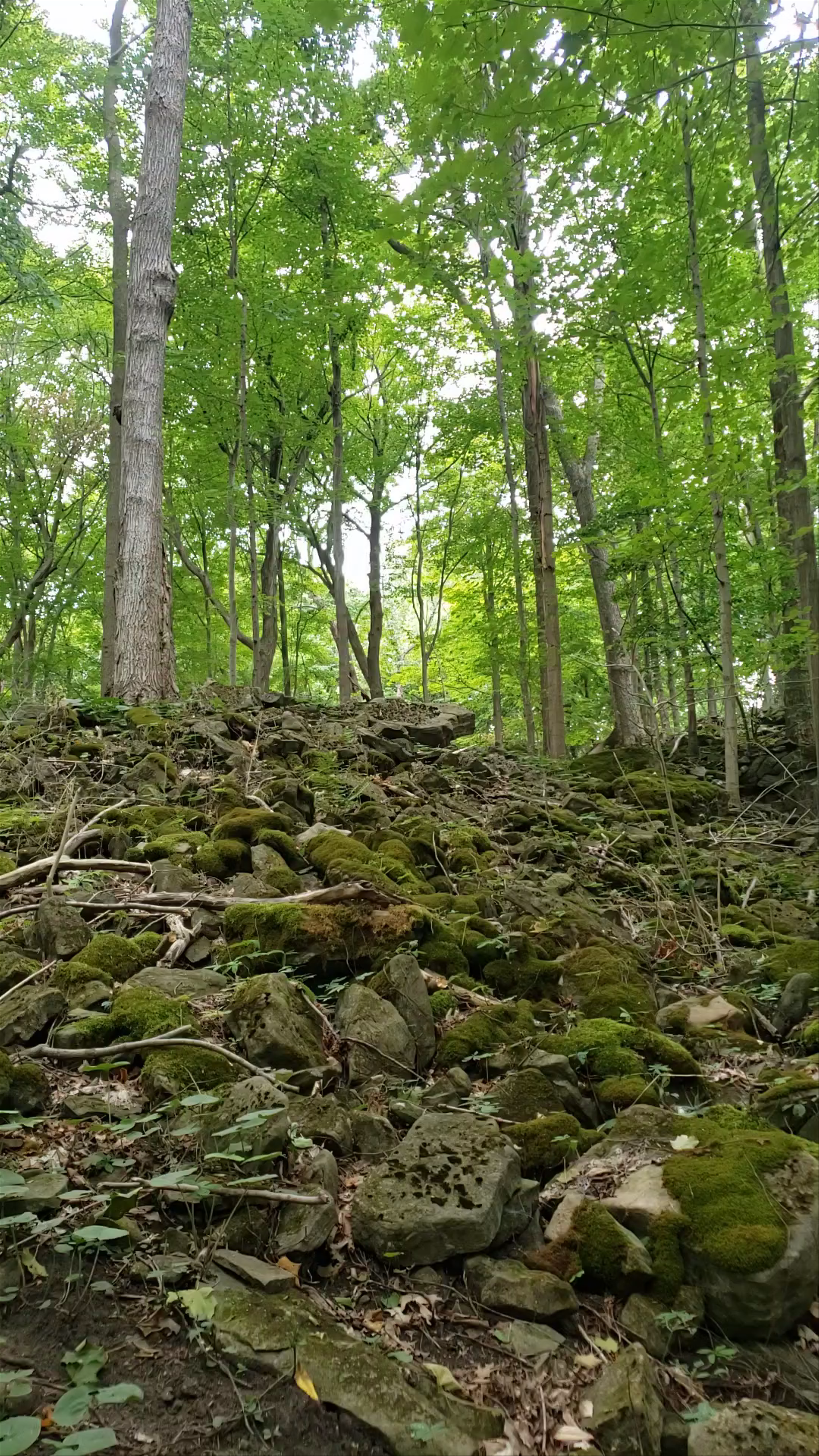 Niagara Glen