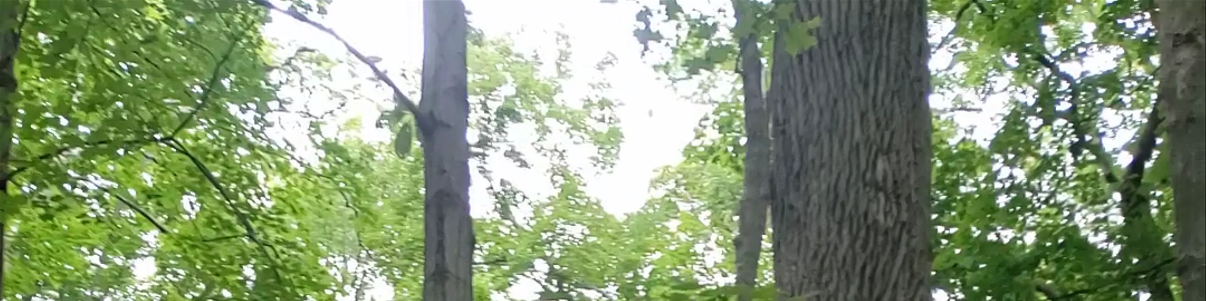 Niagara Glen