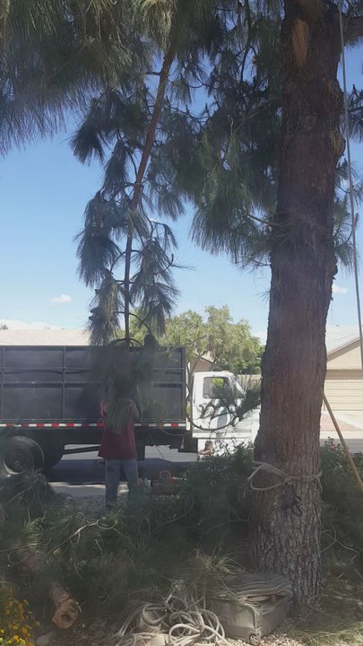 Radley's Tree Service - Sam and his crew at work - Tree Services Near Me - Phoenix, Arizona