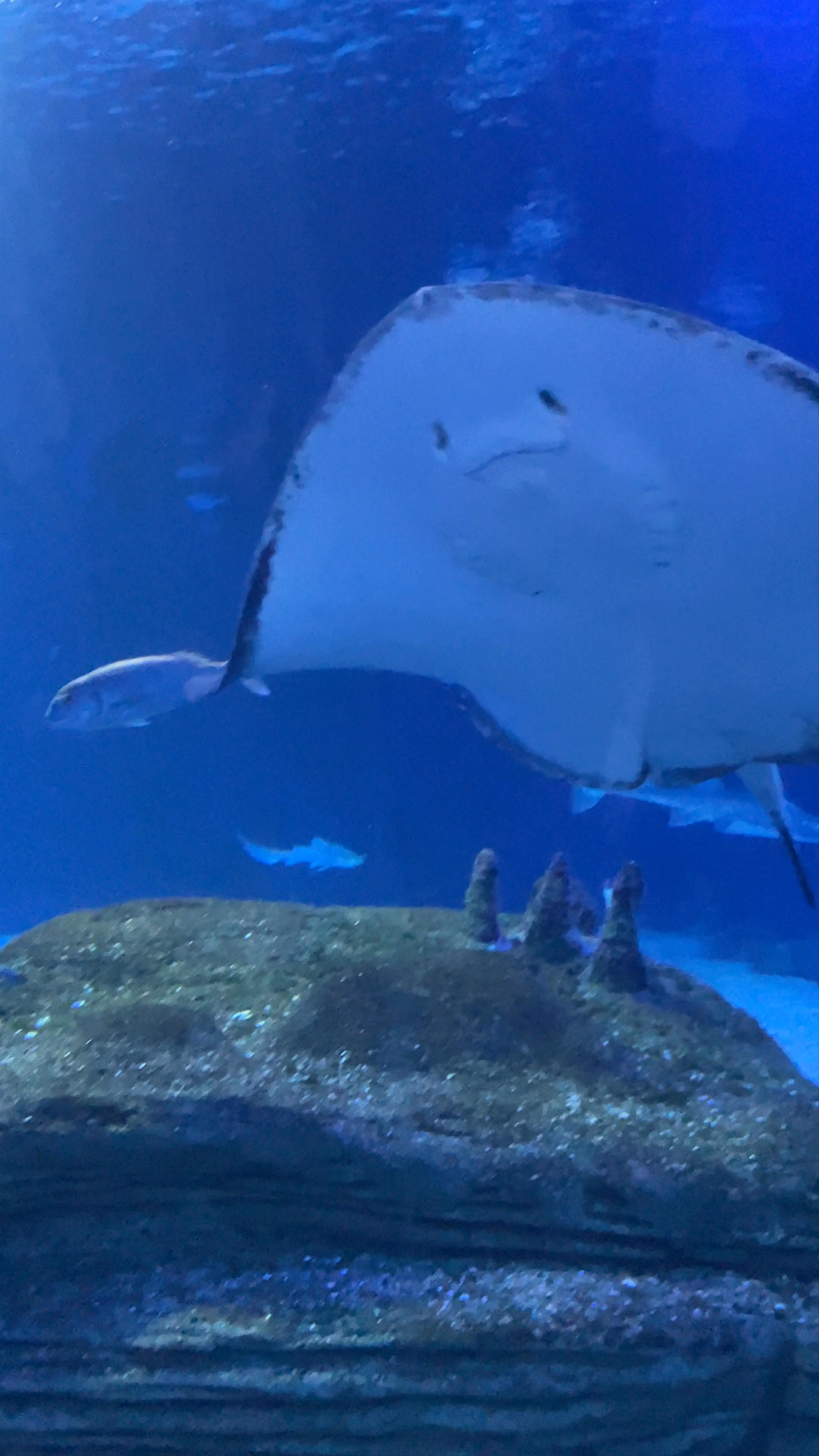 Oceanogràfic