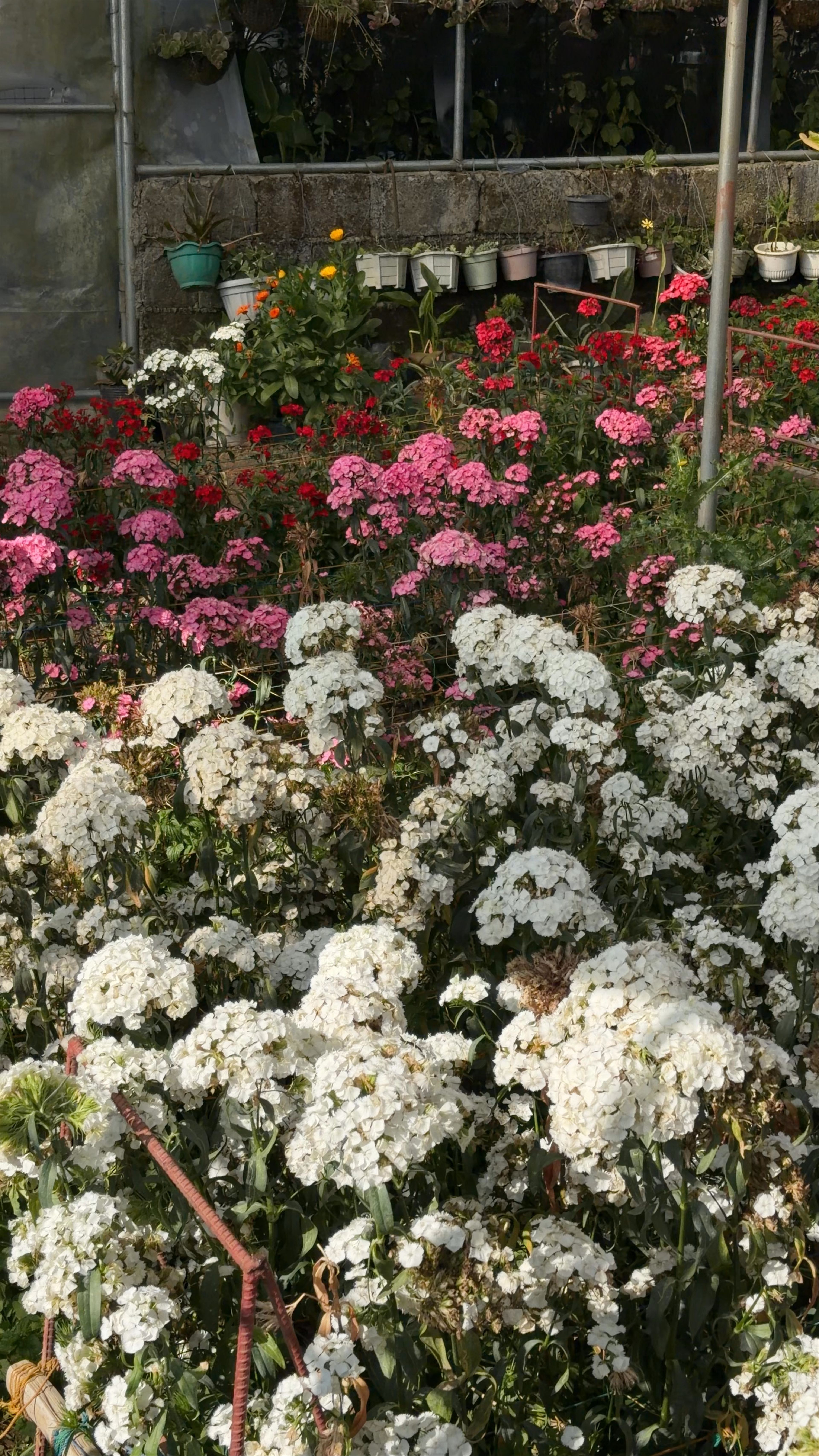 Northern Blossom Flower Farm