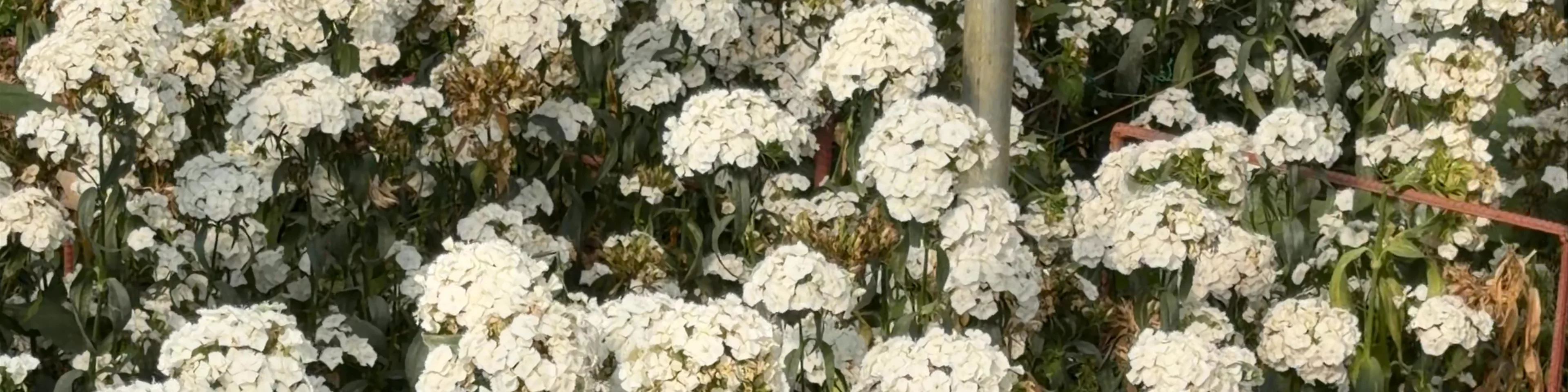 Northern Blossom Flower Farm