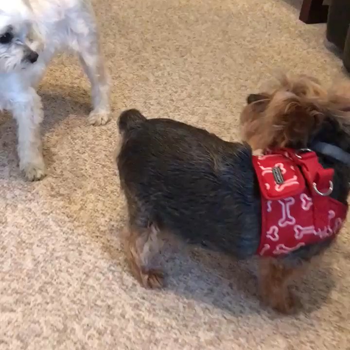 Let's Talk Yorkie - Pet Breeders Near Me