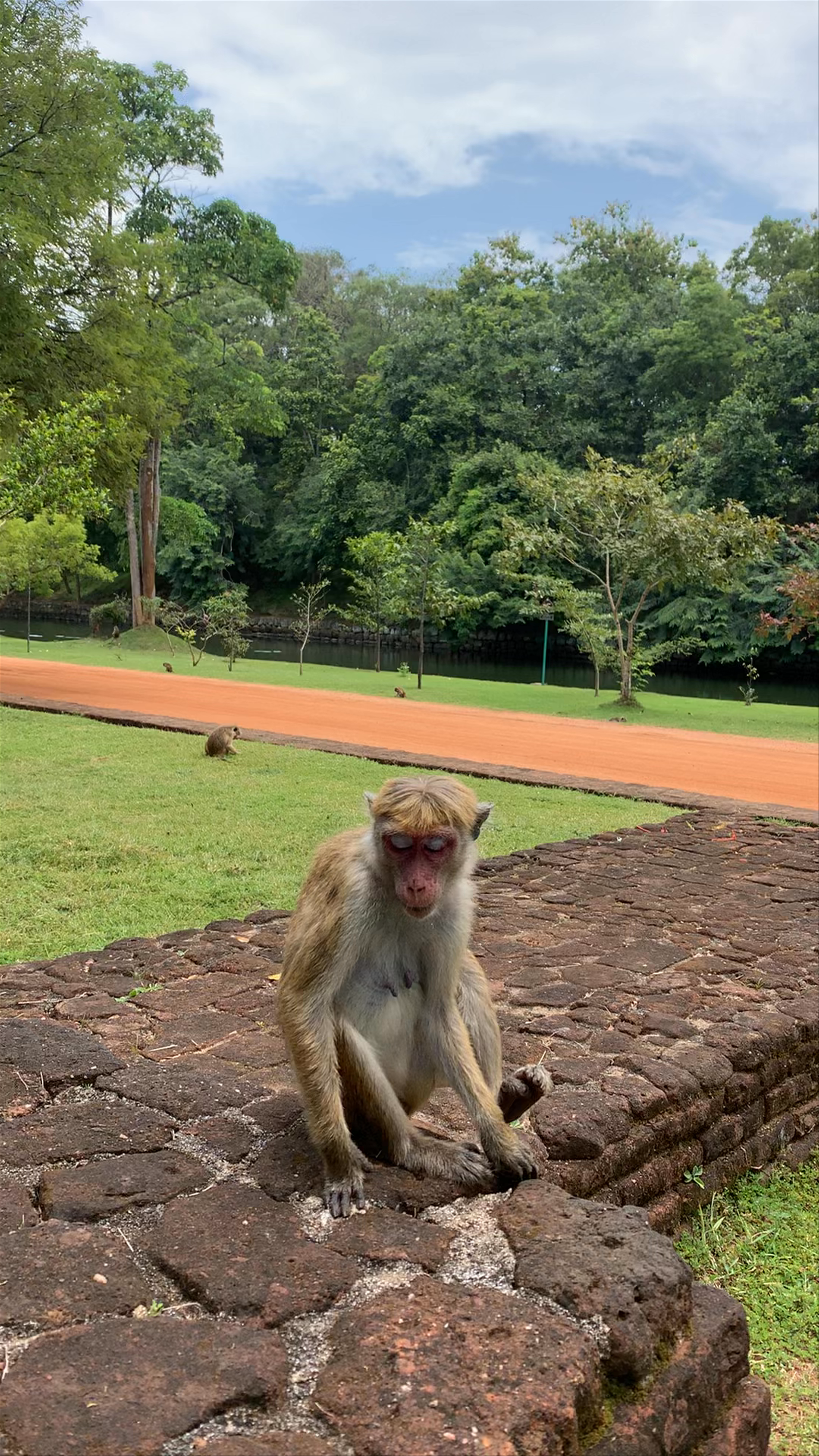 Sigiriya Rock Monkeys: Close Encounter with Sri Lankan Wildlife