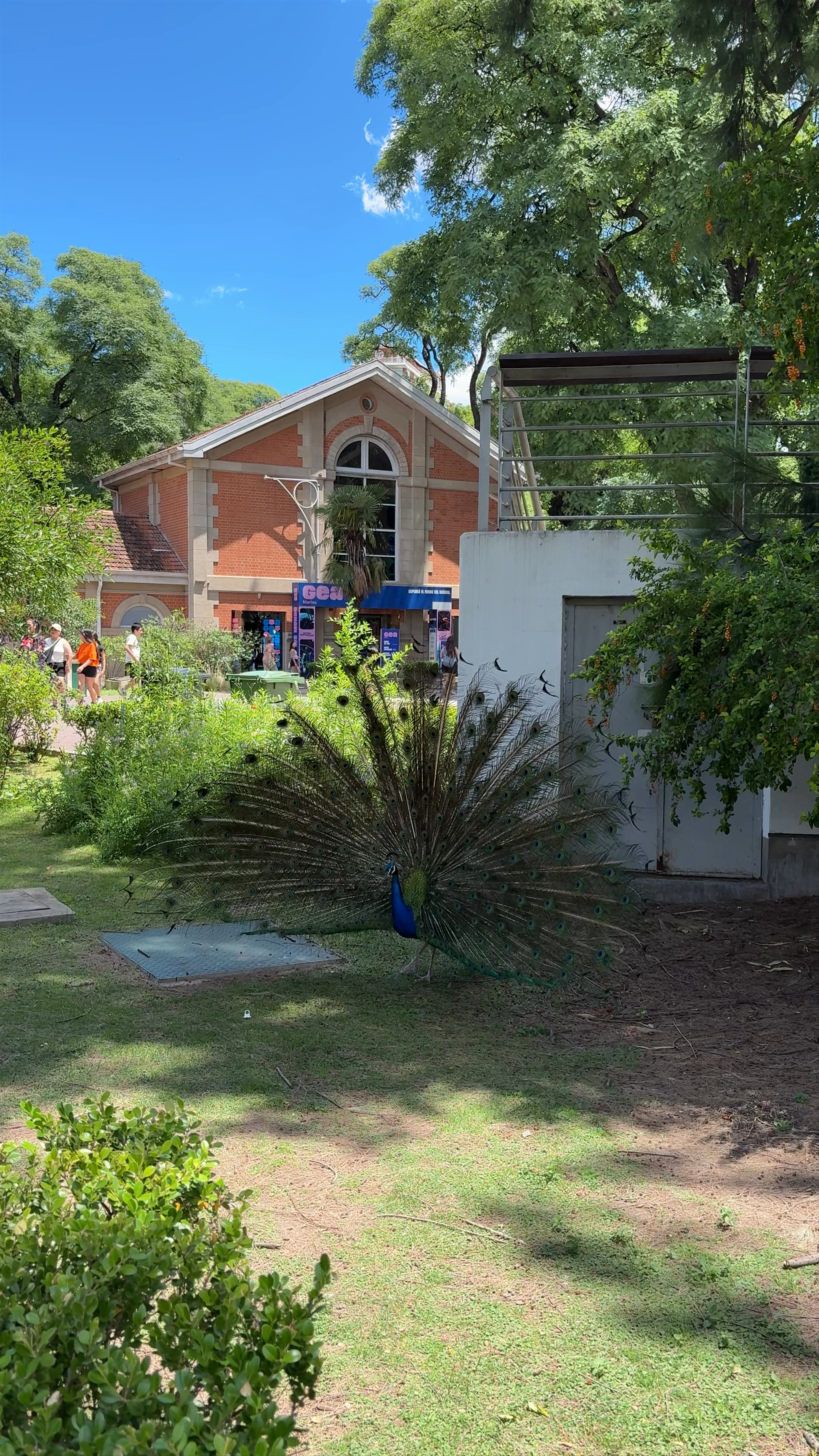Enchanting Peacock Display at Buenos Aires Ecoparque