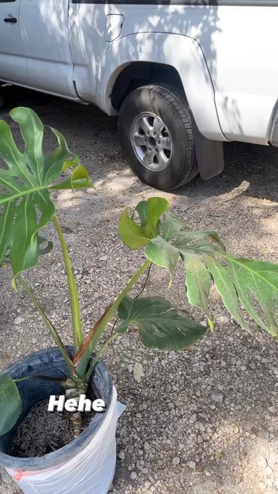 PalmBuddha - $40 monstera! - Landscaping Near Me - San Antonio, Texas