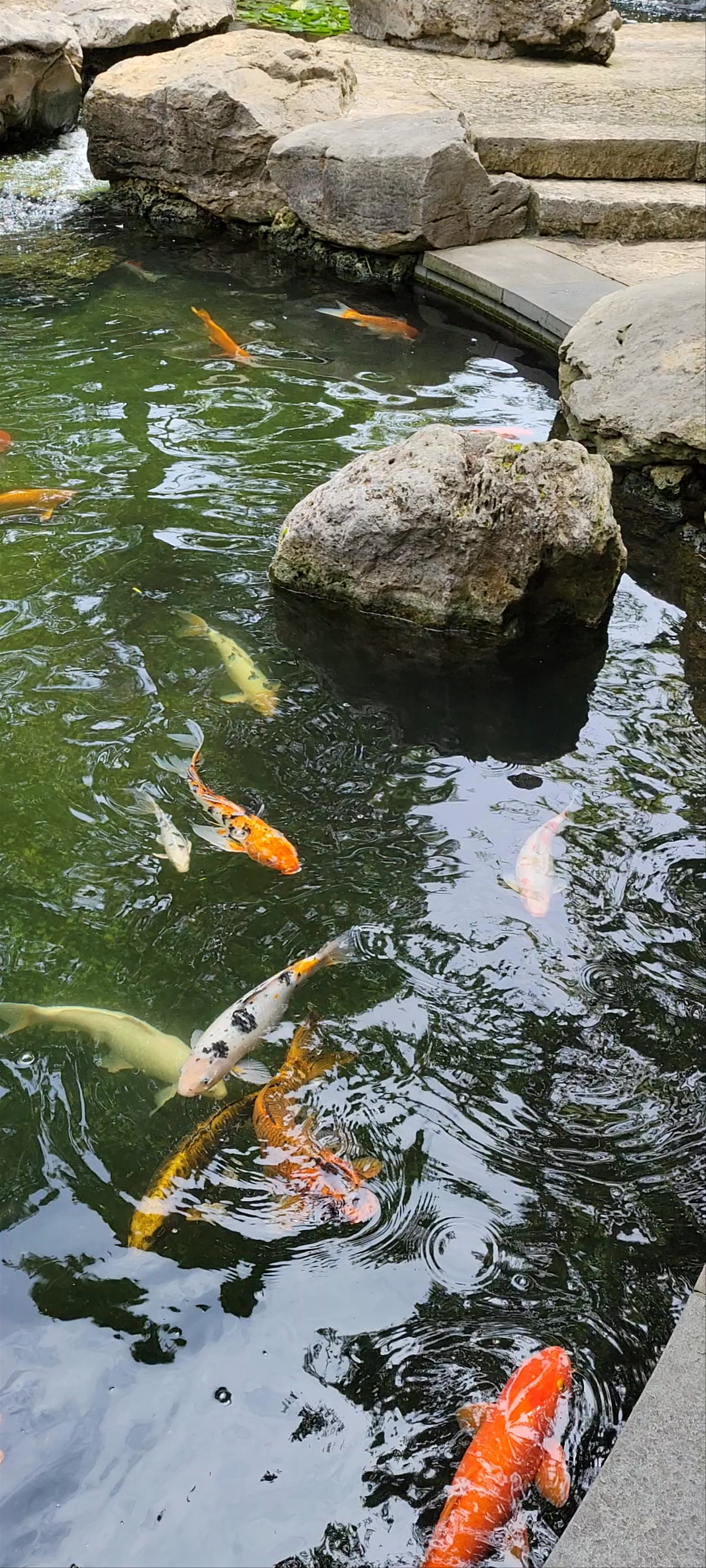 The Dallas Arboretum and Botanical Garden