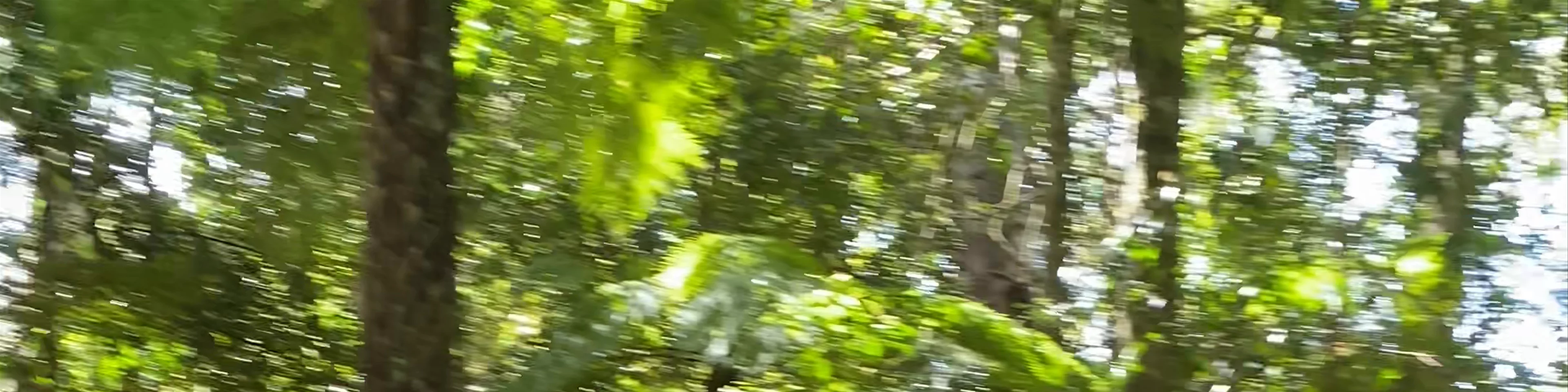 Scenic World