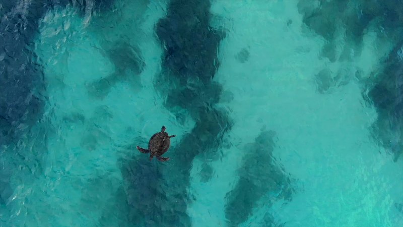 Green Sea Turtle from the Air poster