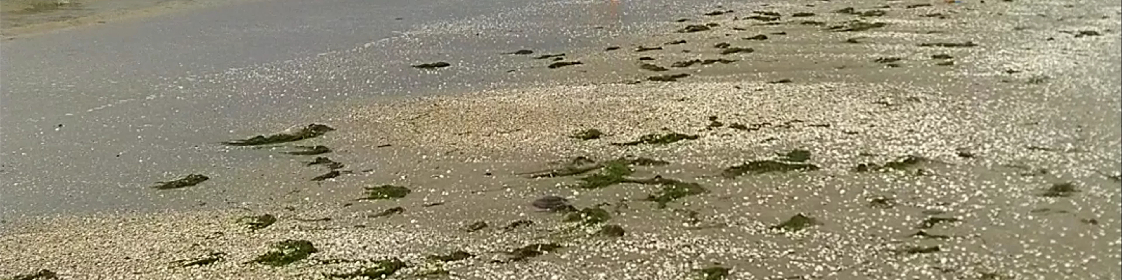 Plage Benoît, La Baule Bay
