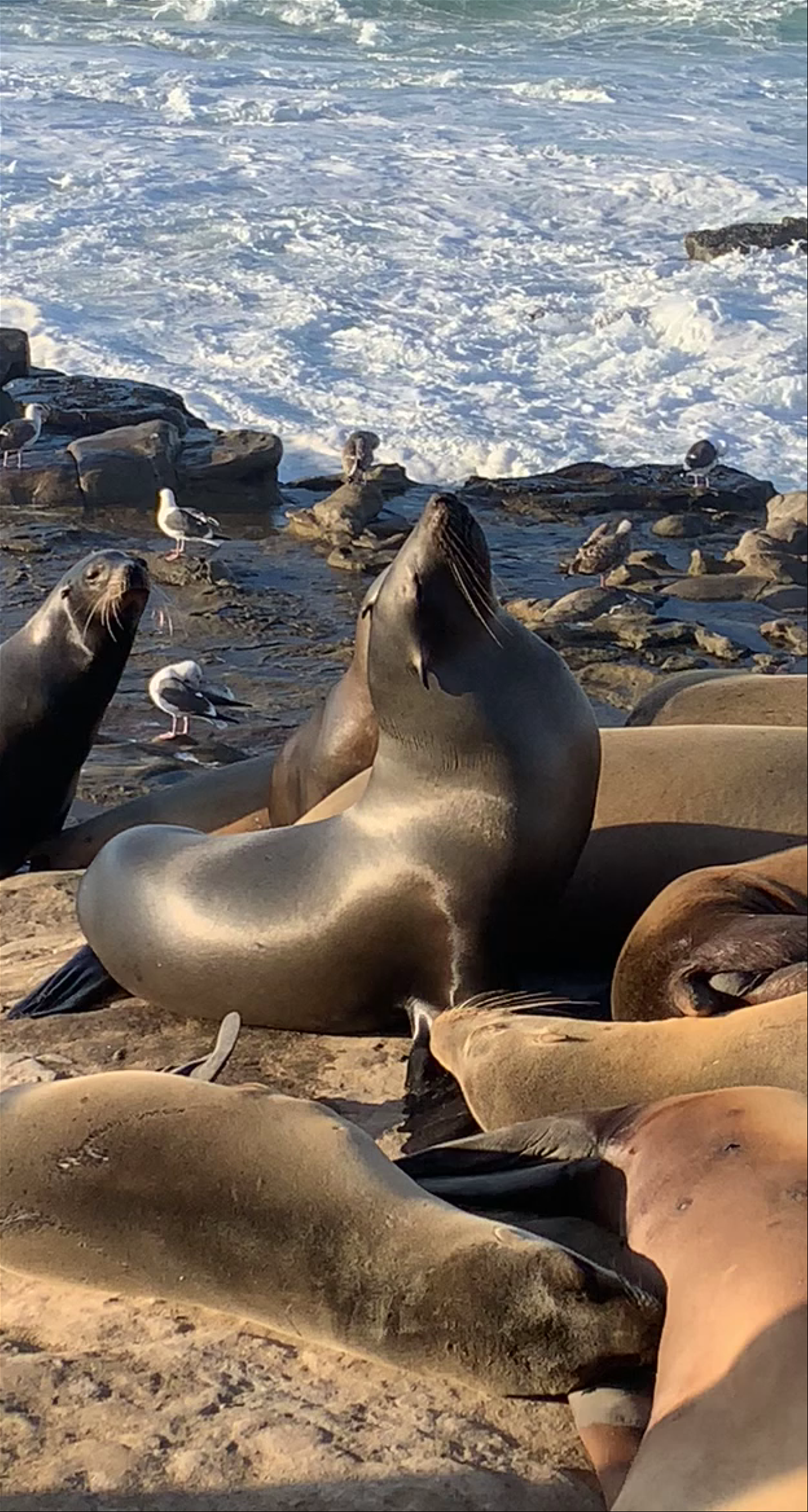 Seals of La Jolla 